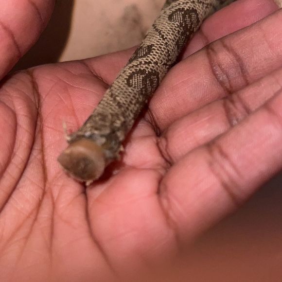 𝅺Guess Heels - Picture 3 of 5